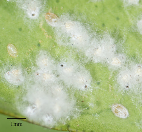 Les aleurodes — Bild 1