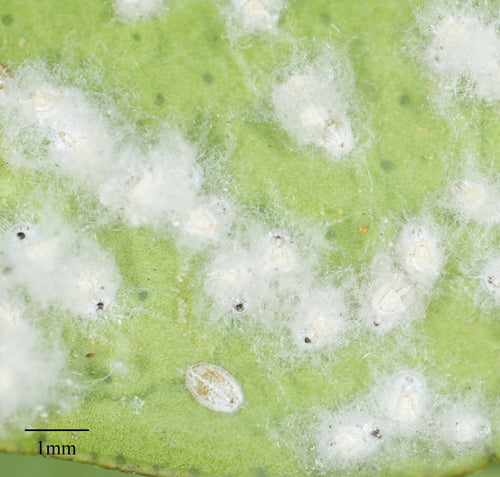 Les aleurodes — Bild 2