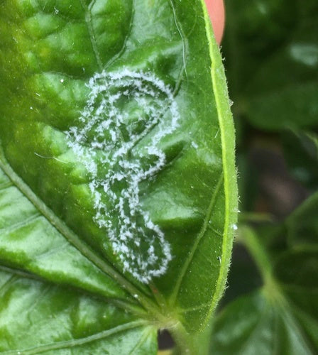 Les aleurodes — Bild 4
