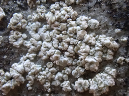 Lichen des murailles blanc — Bild 5