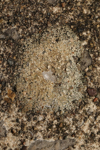 Lichen des murailles blanc — Bild 1