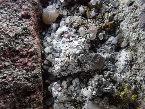 Lichen des murailles blanc — Bild 3