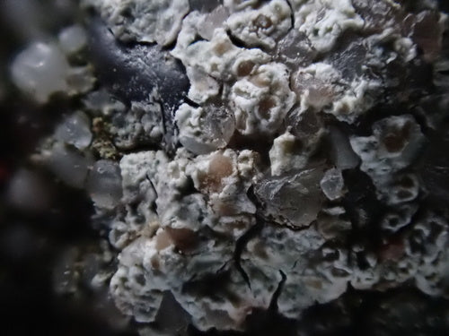 Lichen des murailles blanc — Bild 2