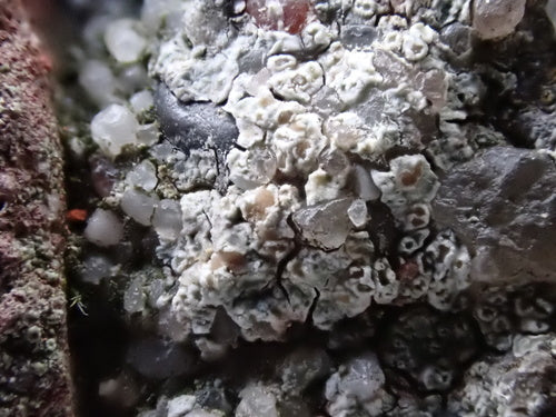 Lichen des murailles blanc — Bild 4