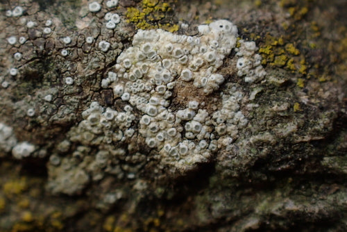 Lichen des murailles blanc — photo 2 sur 9