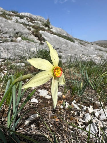 Jonquille blanche — Bild 5