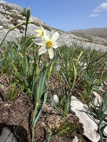 Jonquille blanche — Bild 3