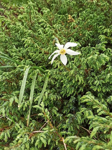 Jonquille blanche — Bild 2
