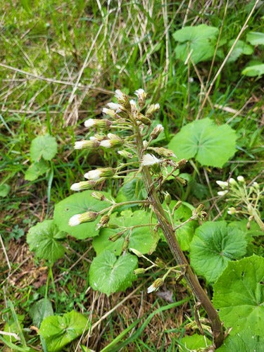 Pétasite blanc — Bild 4