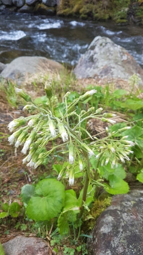 Pétasite blanc — Bild 3