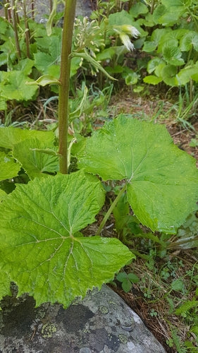 Pétasite blanc — Bild 2