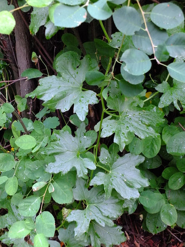 Bryone blanche — Bild 4
