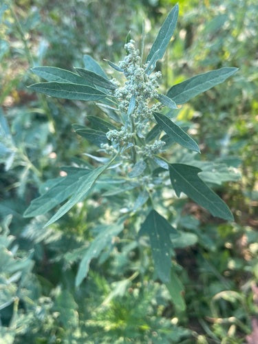 Chénopode blanc — Bild 3