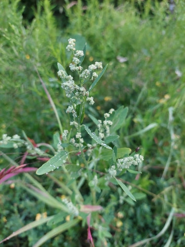 Chénopode blanc — Bild 4