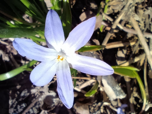 Fierté de la neige blanche — Bild 2