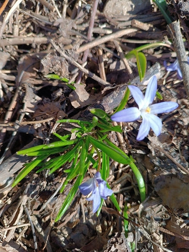 Fierté de la neige blanche — Bild 1