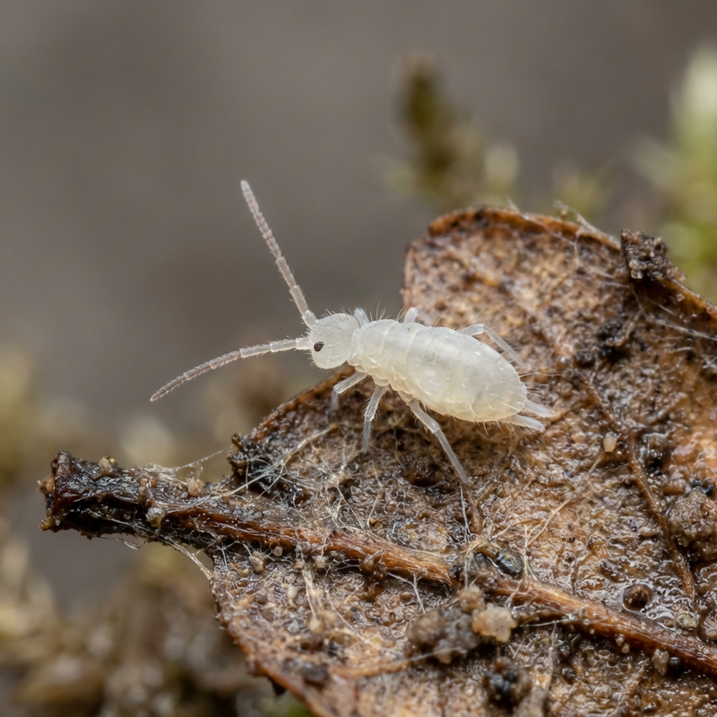 Collembole blanc