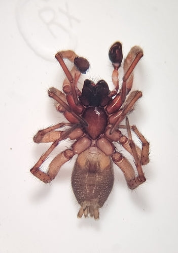 Araignée terrestre à rayures blanches — photo 4 sur 9