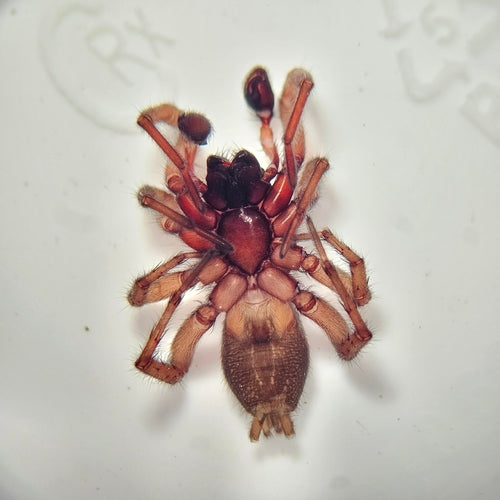 Araignée terrestre à rayures blanches — photo 3 sur 9