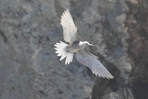 Noddi à tête blanche — photo 1 sur 8