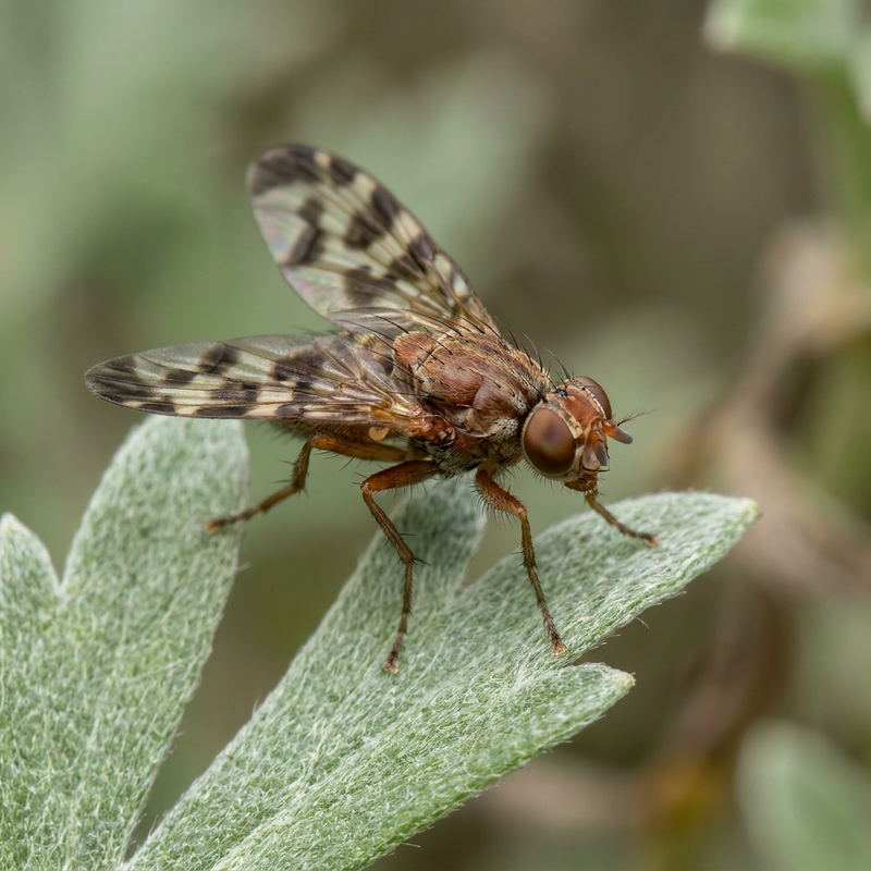 Mouche de forage d'absinthe