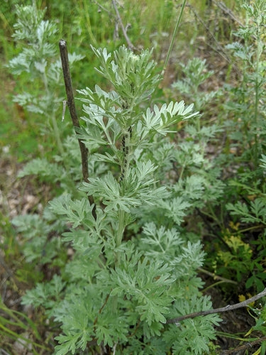 herbe d'absinthe — Bild 5