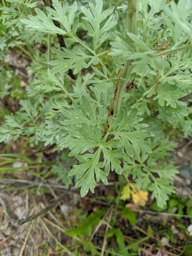 herbe d'absinthe — Bild 4