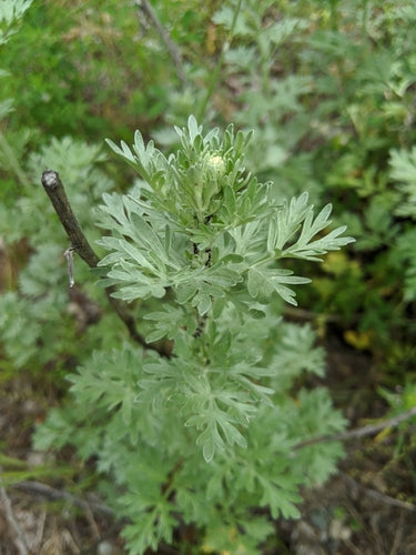 herbe d'absinthe — Bild 3
