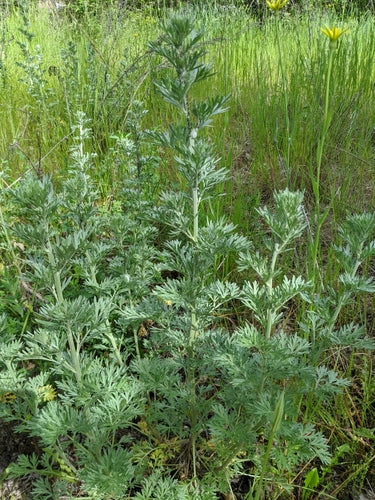 herbe d'absinthe — Bild 2