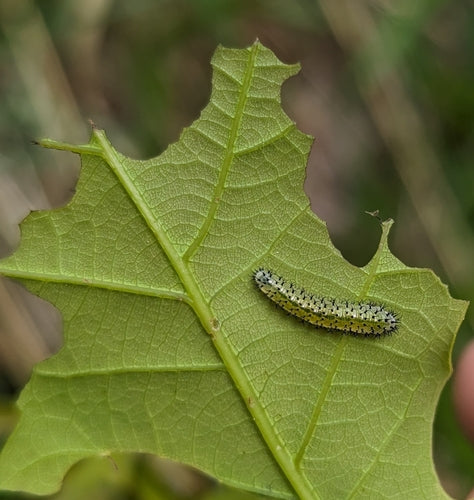Guêpes dans les chênes — Bild 5