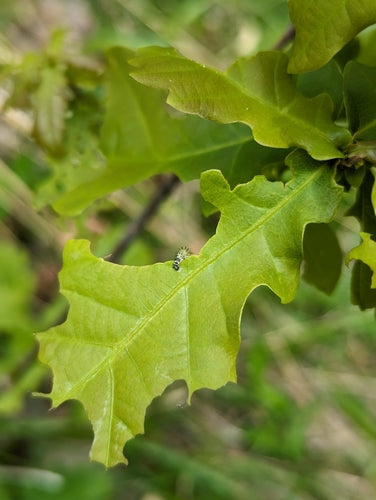 Guêpes dans les chênes — Bild 4