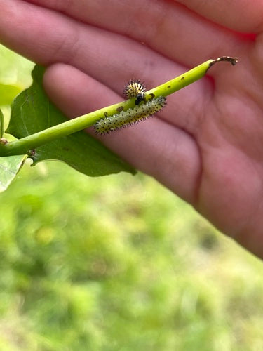 Guêpes dans les chênes — Bild 3
