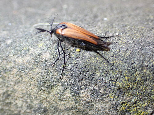 Coléoptère de la guêpe — Bild 3
