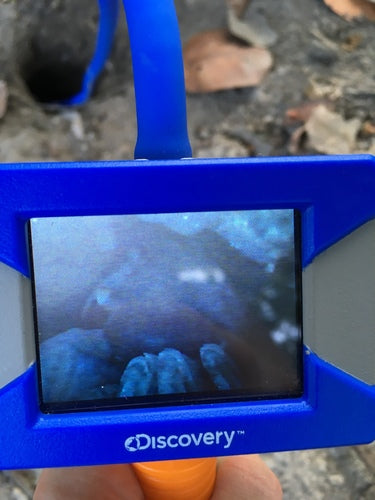 Crabe terrestre de l'Atlantique Ouest — Bild 3