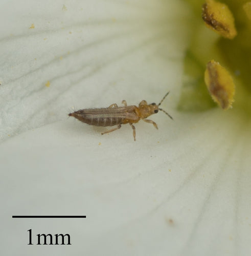 Thrips des petits fruits occidentaux — Bild 4