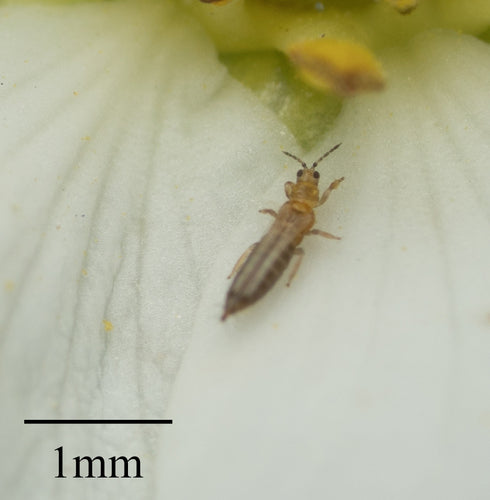 Thrips des petits fruits occidentaux — Bild 3