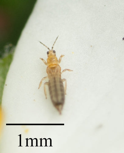 Thrips des petits fruits occidentaux — Bild 5