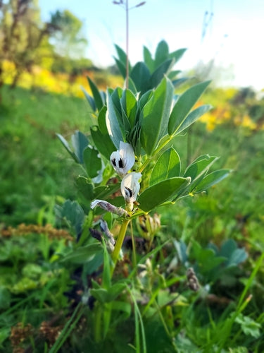 Pois de senteur — Bild 2