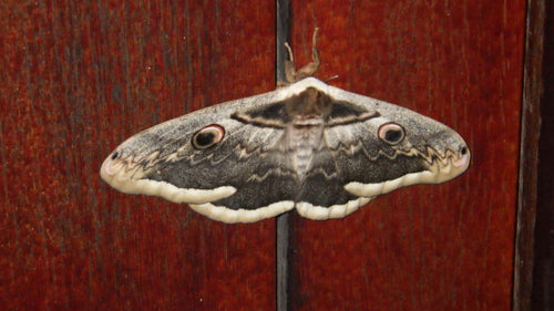 Papillon paon de Vienne — Bild 5
