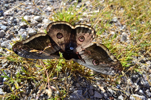 Papillon paon de Vienne — Bild 4
