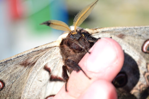 Papillon paon de Vienne — Bild 3