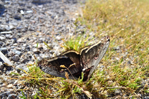 Papillon paon de Vienne — Bild 2