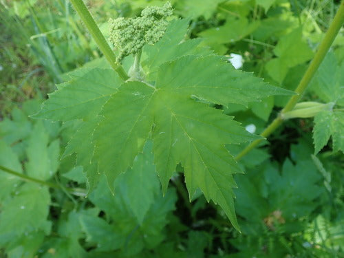 Berce du Caucase — Bild 4