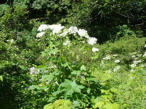 Berce du Caucase — Bild 2