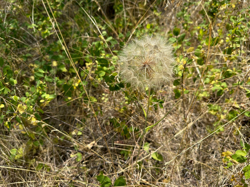 Barbe de chèvre des prés — photo 3 sur 10