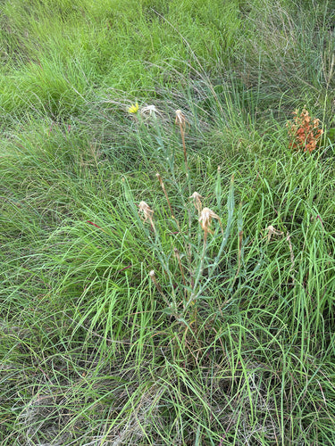 Barbe de chèvre des prés — photo 5 sur 10