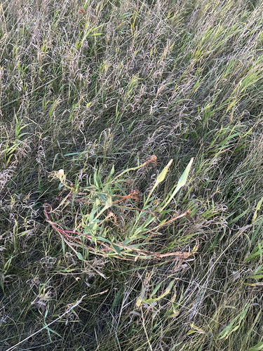 Barbe de chèvre des prés — photo 4 sur 10