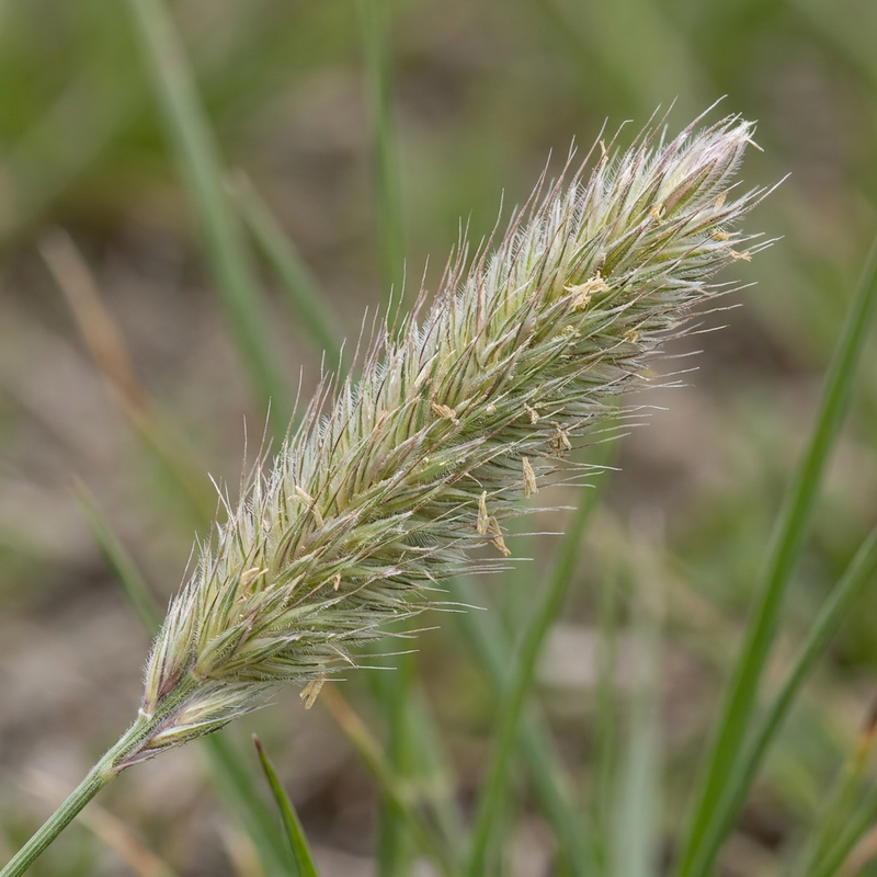 Sétaire des prés