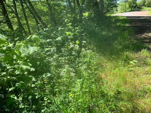 Cerfeuil des prés — Bild 3