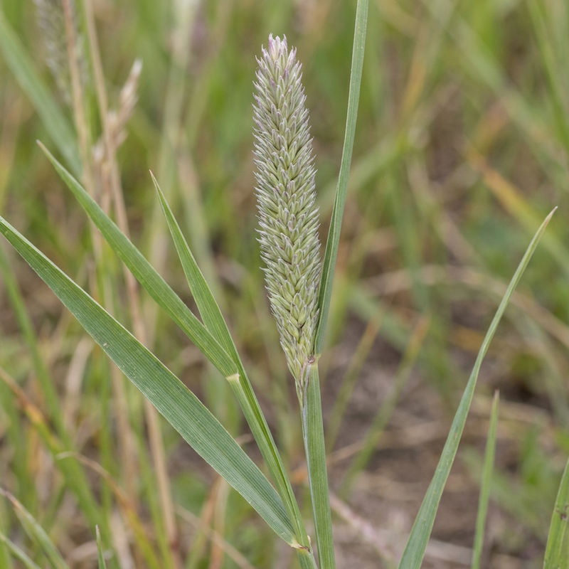 Fléole des prés